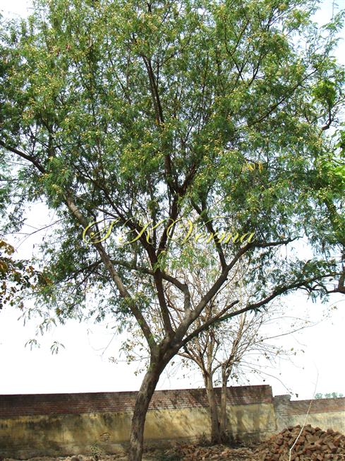  Plant